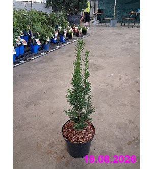 Taxus media 'Hicksii' C 2,5 L